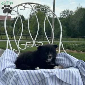 Elliot, Pomeranian Puppy